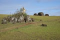 Vaka Kipo, Easter Island, Chile