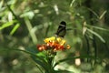 Butterfly costa rica