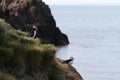 Two puffins at the icelandic coast