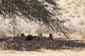 Two cheetahs with prey in kgalagadi transfrontier park