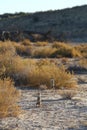 Two meerkats in kgalagadi transfrontier park Royalty Free Stock Photo