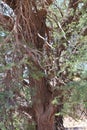 African wild cat in the tree Royalty Free Stock Photo