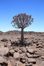 Quiver Tree, namibia Royalty Free Stock Photo