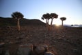 Quiver Trees in Cederberg Wilderness Area