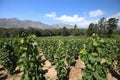 Vineyard near Franschhoek