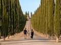 Val d` Orcia, famous group of cypress trees in Tuscany, Italy
