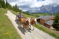 A carriage with Haflinger horses in Alpe de Siusi above Ortisei with Sassolungo and Sassopiatto mountains in the background