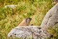 Marmott in Val Trupchun, Swiss National Park Royalty Free Stock Photo