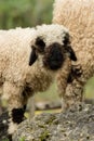 Valais black nose with soft bokeh Royalty Free Stock Photo