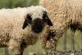 Valais black nose with soft bokeh Royalty Free Stock Photo