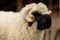 Valais black nose with soft bokeh Royalty Free Stock Photo