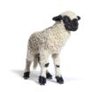 Valais Blacknose, German: Walliser Schwarznasenschaf Royalty Free Stock Photo