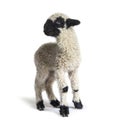 Valais Blacknose, German: Walliser Schwarznasenschaf Royalty Free Stock Photo