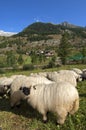 Valais Blacknose sheep Royalty Free Stock Photo