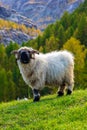 Valais blacknose sheep in Alps