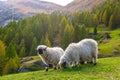Valais blacknose sheep in  Alps Royalty Free Stock Photo