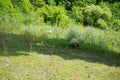 Valais Blacknose sheep graze in the meadow. RÃ¼dersdorf bei Berlin, Germany Royalty Free Stock Photo