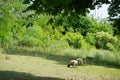 Valais Blacknose sheep graze in the meadow. RÃ¼dersdorf bei Berlin, Germany Royalty Free Stock Photo