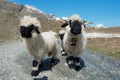 Valais Blacknose sheep on highland in Zermatt, Switzerland Royalty Free Stock Photo