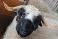 Valais Blacknose Sheep originating in Switzerland Royalty Free Stock Photo