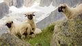 Valais Blacknose sheep in the Swiss mountains in the Fieschertal Royalty Free Stock Photo
