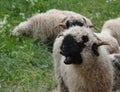 Valais Blacknose Sheep Yawn