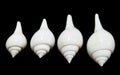 Valampuri shank or Great indian chank seashell Royalty Free Stock Photo