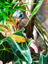 Valanga nigricornis & x28;Wood Grasshopper& x29; Royalty Free Stock Photo
