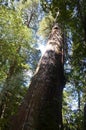 Ecoregion of the Valdivian temperate rainforests in southern Chile Chilean Patagonia Royalty Free Stock Photo