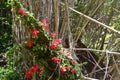 Plants of the Valdivian temperate rainforests in southern Chile Chilean Patagonia