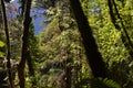 Ecoregion of the Valdivian temperate rainforests in southern Chile Chilean Patagonia