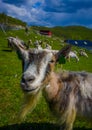 VALDRES, NORWAY - 6 JULY, 2015: Mountain goats Royalty Free Stock Photo