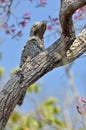 Vale Reuzennachtzwaluw, Great Potoo, yctibius grandis Royalty Free Stock Photo