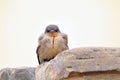 Vale Rotszwaluw, Rock Martin, Ptyonoprogne fuligula Royalty Free Stock Photo