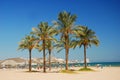 Valencia, Cullera palms beach Royalty Free Stock Photo