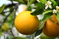 Valencia Orange And Blossoms