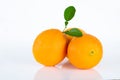 Valencia oranges on white background