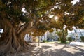 Valencia Parterre park big ficus tree