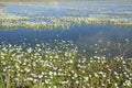 Valencia region, Albufera area, Pond Water-crowfoot