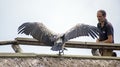 Valencia, Spain, August 26, 2019: The white-backed vulture captive next to his falconry trainer