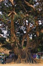 Close-up view amazing ancient big ficus tree in Parterre park. Sunny day in Valencia