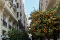 Orange Tree in the Town Hall Square of Valencia Spain on February 24, 2019 Royalty Free Stock Photo