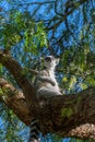 Ring Tailed Lemur at the Bioparc in Valencia Spain on February 26, 2019 Royalty Free Stock Photo
