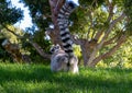 Ring Tailed Lemur at the Bioparc in Valencia Spain on February 26, 2019 Royalty Free Stock Photo