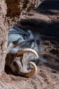 Sleeping Warthogs at the Bioparc in Valencia Spain on February 26, 2019 Royalty Free Stock Photo