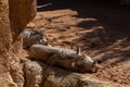 Sleeping Warthogs at the Bioparc in Valencia Spain on February 26, 2019