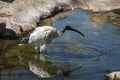 White Ibis at the Bioparc in Valencia Spain on February 26, 2019