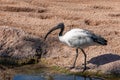 White Ibis eudocimus albus at the Bioparc in Valencia Spain on February 26, 2019