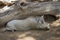 Relaxing Nolan Warthog in the shade Royalty Free Stock Photo