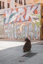Valencia, Spain; June 11 2020: Street cat sitting at shadow in a sunny day. Graffiti background. Street art in Valencia, Spain
